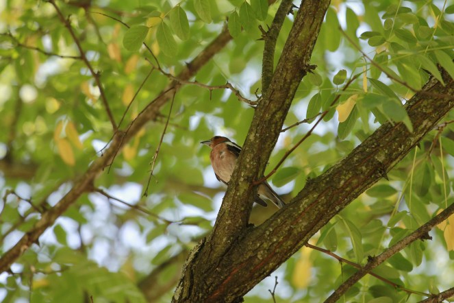 Cette image a un attribut alt vide ; le nom du fichier est mg_2487.jpg