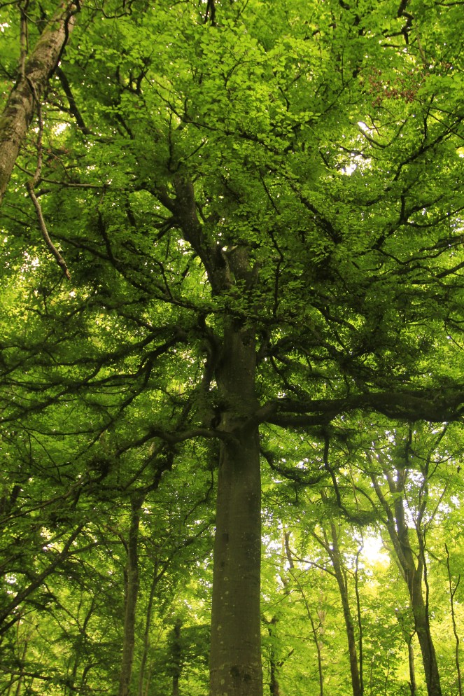 Cette image a un attribut alt vide ; le nom du fichier est mg_2571.jpg